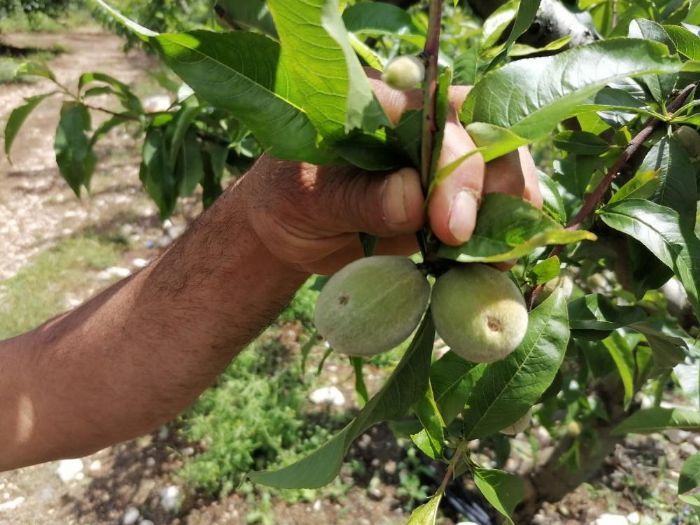 Dolu bin 600 dekar ekili alana zarar verdi