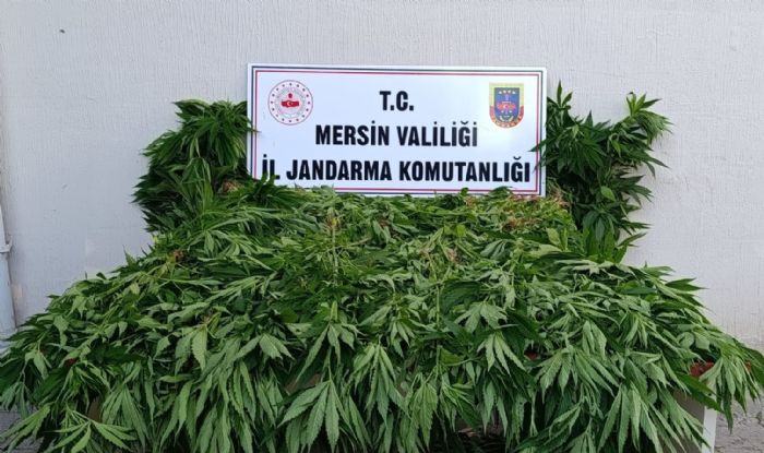 Bozyaz��da Ormanl�k Alanda Kenevir Operasyonu: 2 Ki�i Tutukland�